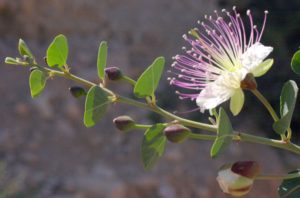 Capparis aegyptia