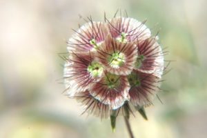 Scabiosa prolifera